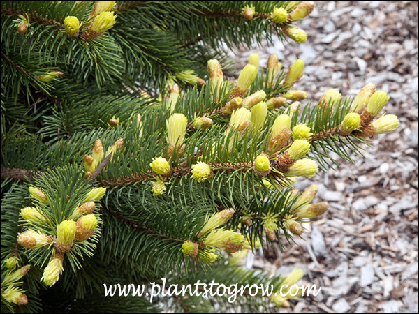 Spring coloration in the new buds.